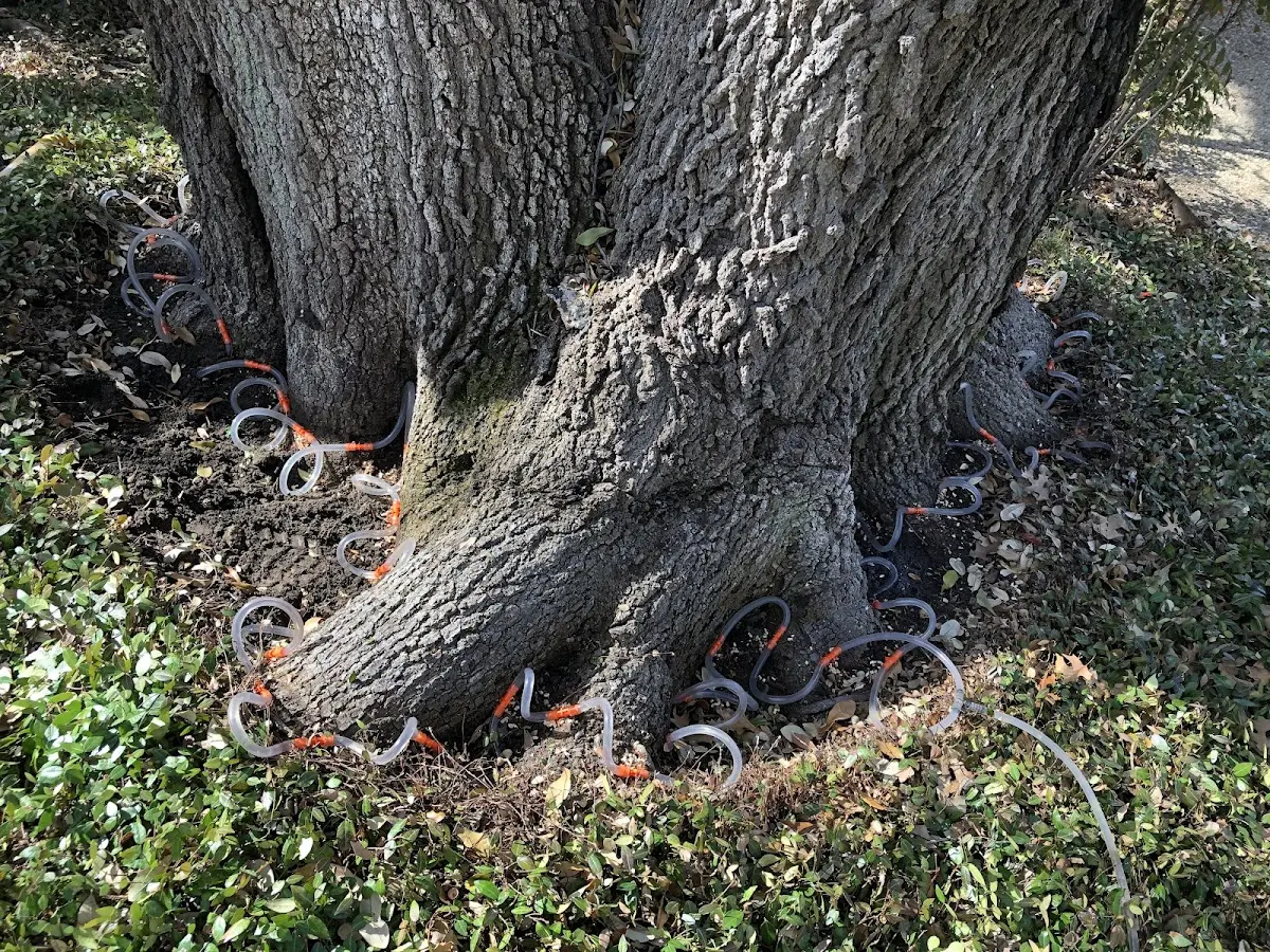 Detailed Shrub and Hedge Trimming job site in Blanco