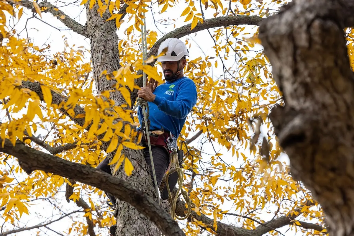 Skilled Tree Transplanting crew working in Blanco